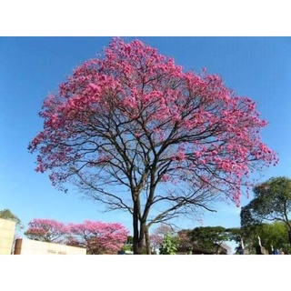 cây giống kèn hồng