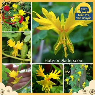 Hạt Giống Hoa Cánh Phượng