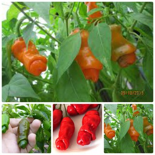 hạt giống Ớt cu tý