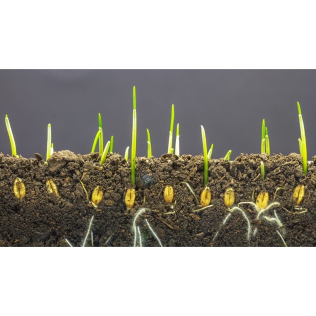 5OOG HẠT GIỐNG CỎ LÚA MÌ (ươm nảy mầm)