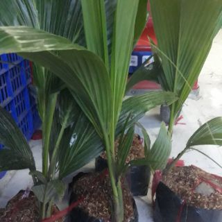 Com bo 5dừa mã lai đỏ