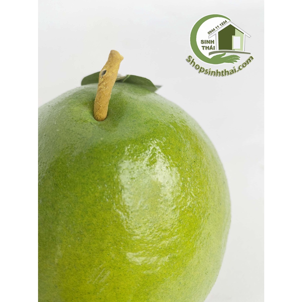 Trái bưởi da xanh - quả bưởi giả màu xanh - trái cây giả cao cấp