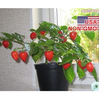 Hạt Giống Ớt Siêu Cay Red Habanero (Capsicum chinense) - Nảy mầm tốt - Tặng kèm 1 gói bón lá và 1 gói kích nảy mầm