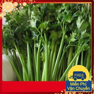 Hạt Giống Cần Tây