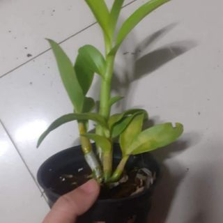 Hoa lan denro đột biến 3 lưỡi đỏ