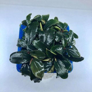 Bucep Lá Tím   (CÂY THỦY SINH)