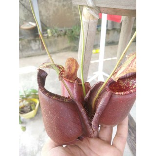 hạt nắp ấm (viking xraff) X ( mira x beli)