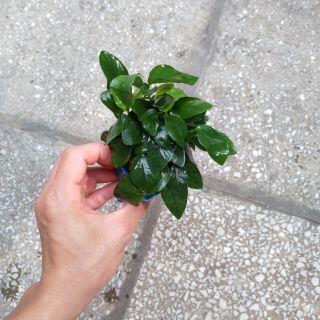 Cây thủy sinh ráy lá nhỏ( là cạn)