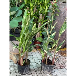 Cây chuối mỏ két cẩm thạch