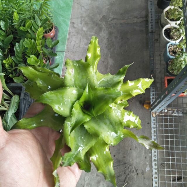Dứa  Phụng  xanh