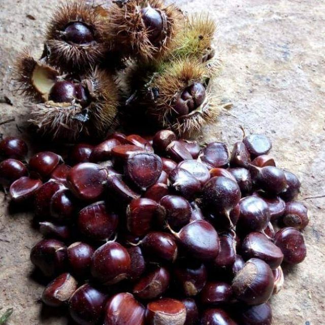 CÂY GIỐNG HẠT DẺ  GHÉP TRÙNG KHÁNH