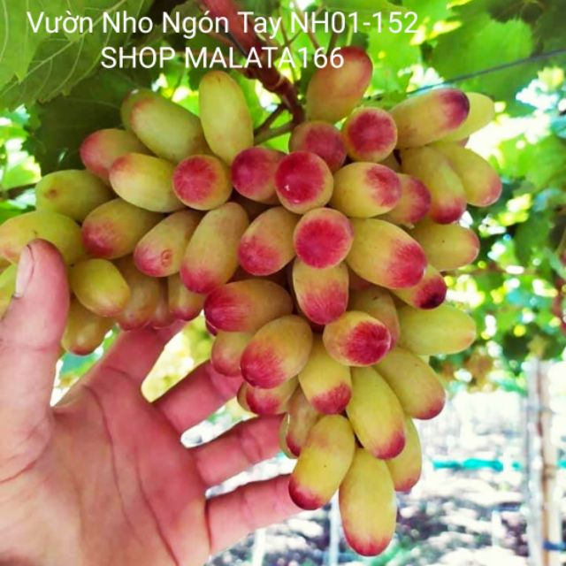 Cây Nho Giống Ngón Tay NH01-152 (Có Video Hướng Dẫn Thực Tế Đến Khi Cho Trái)