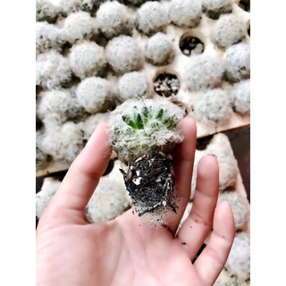 xương rồng gai tuyết