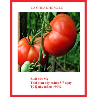 Hạt giống cà chua khổng lồ (30 hạt)