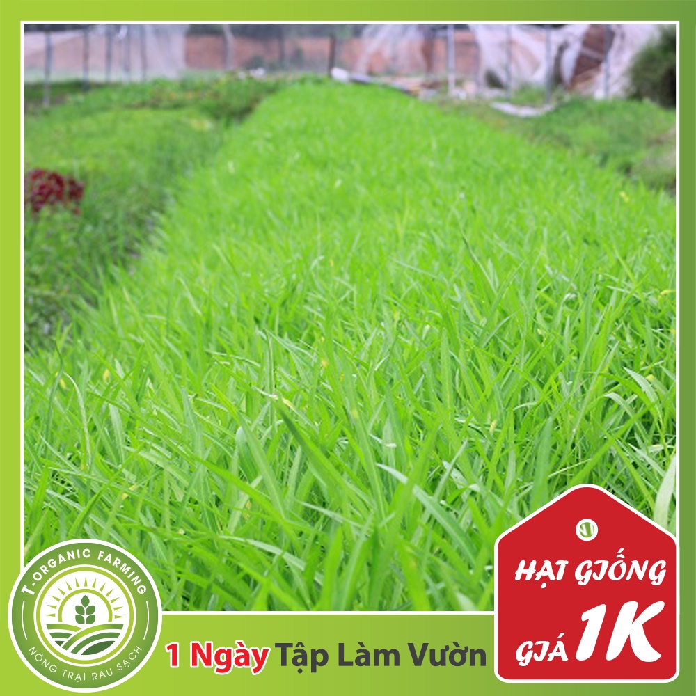 Deal 1K - Gói 80 Hạt Giống Rau Muống Lá Tre