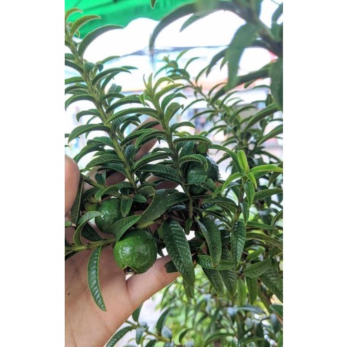 Chậu Ổi sẻ  Nhật - Ổi lá kim