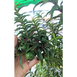 Chậu Ổi sẻ Nhật - Ổi lá kim