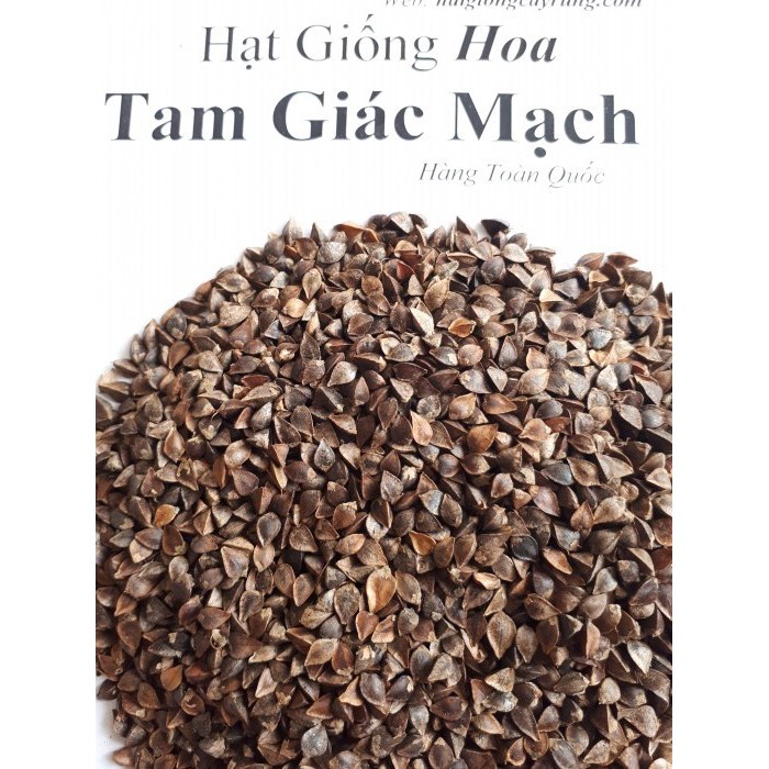 hạt giống hoa tam giác mạch Hà Giang - túi 500g