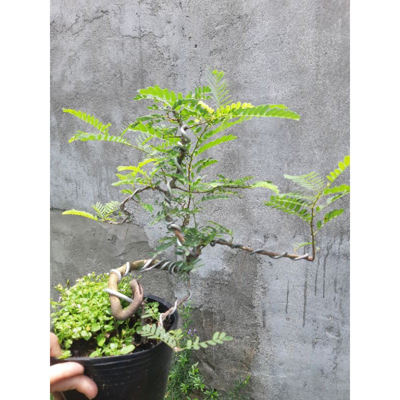 Cây me bonsai mini