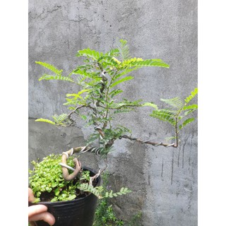 Cây me bonsai mini nhiều dáng