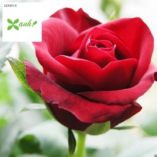 Hạt Giống Hoa Hồng Nhung Đỏ Gói 10 Hạt