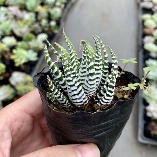 Sen Đá Móng Rồng