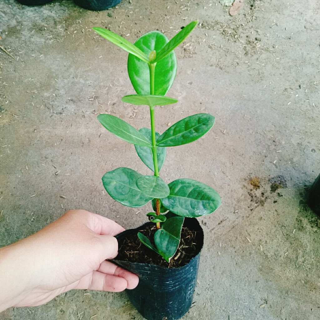 Cây Trang Phụng Hoàng Kim - cây cảnh để bàn