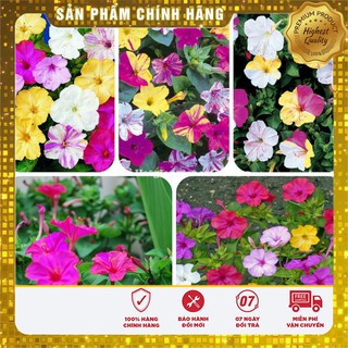 SET 02 Gói Hạt giống hoa Bông Phấn Nhiều màu và 1 phân bón cho cây