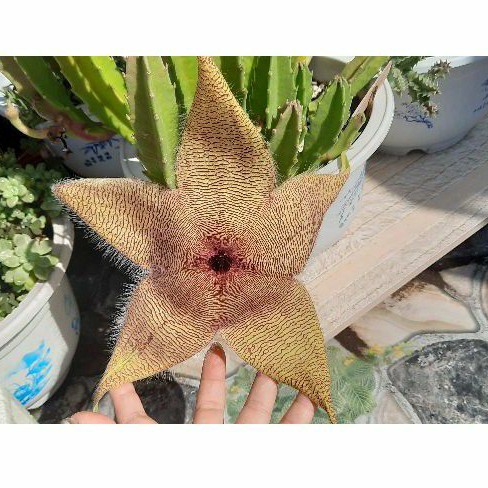 Sao biển hoa khổng lồ Stapelia Gigantea