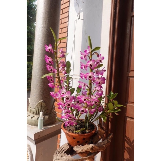 🍀HÀNG ĐẸP🍀Hoa Lan đùi gà Tây Bắc hàng chuẩn bóc rừng