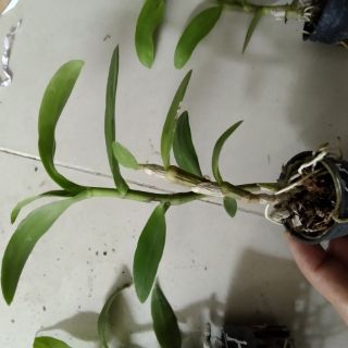 Lan Trầm 6 mắt giống