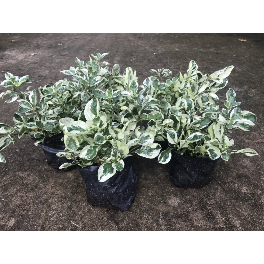 Cây Cẩm Thạch Phát Tài, Trí Mang Nhiều May Mắn, Tài Lộc Cho Gia Chủ