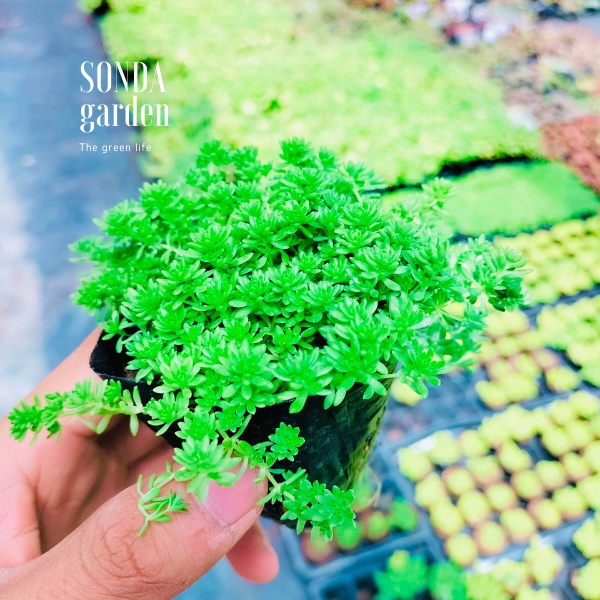 Sen đá sedum xanh SONDA GARDEN size bé 4-5cm, xuất xứ Đà Lạt, khoẻ đẹp, lỗi 1 đổi 1