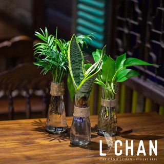 Lọ thủy tinh thắt eo, Lọ hoa thủy tinh trong (LH35)