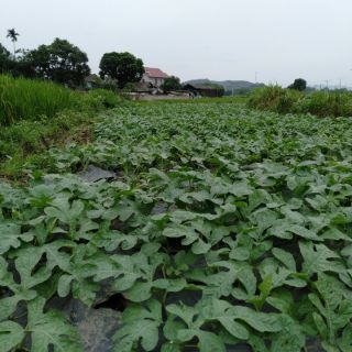(Rẻ nhất) Phân dê cho lan cây cảnh 1kg