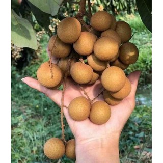 cây nhãn siêu ngọt Hưng Yên