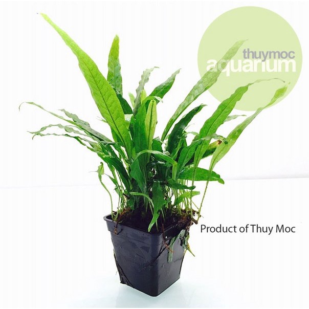 DƯƠNG XỈ LÁ HẸP_ CÂY THỦY SINH DỄ TRỒNG