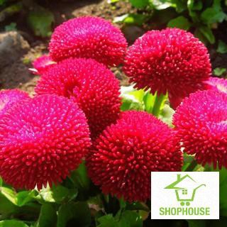 shophouse 200 hạt giống cúc anh màu đỏ  SHOP HOUSE  TẾT KHUYẾN MẠI