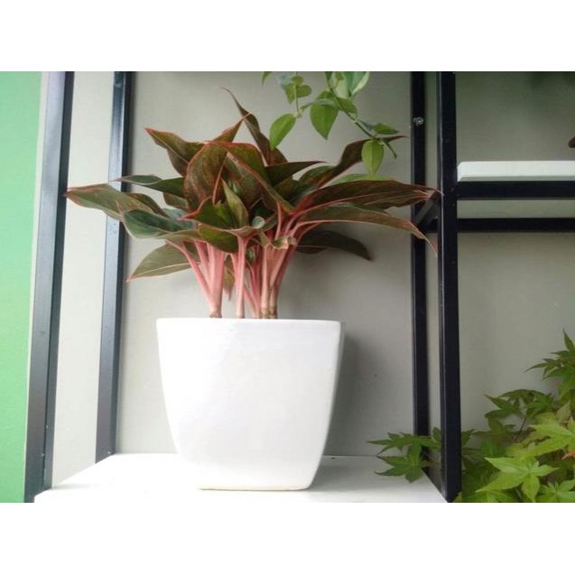 Cây phú quý(lá màu)-cây ngọc ngân(lá trắng)