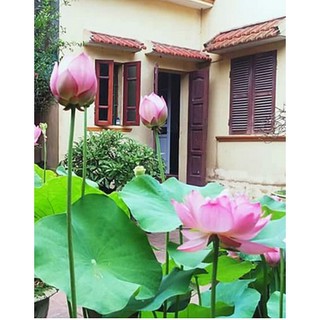 RẺ VÔ ĐỊCH - HẠT GIỐNG SEN CUNG ĐÌNH