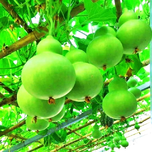 Hạt giống bầu hồ lô PN-100 (trái dạng bầu có cổ, màu xanh nhạt, cao 17-19cm, đường kính 11-12cm, thu hoạch 40-42 ngày)