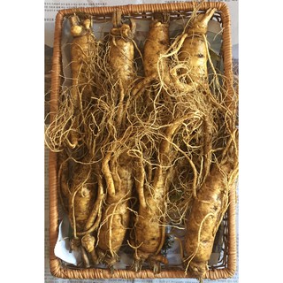 Nhân sâm tươi Hàn Quốc 6 năm tuổi 8 củ/kg nguyên rễ
