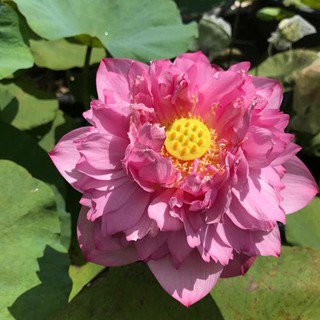 Hạt giống sen cung đình màu hồng siêu đẹp - Tặng kèm gói hạt giống ngẫu nhiên