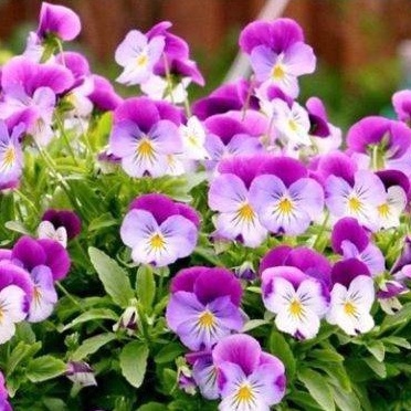 Shop 1K - 20h Hạt Giống Hoa Păng Xê Pansy Mix Màu (C5.304| B21*V74)