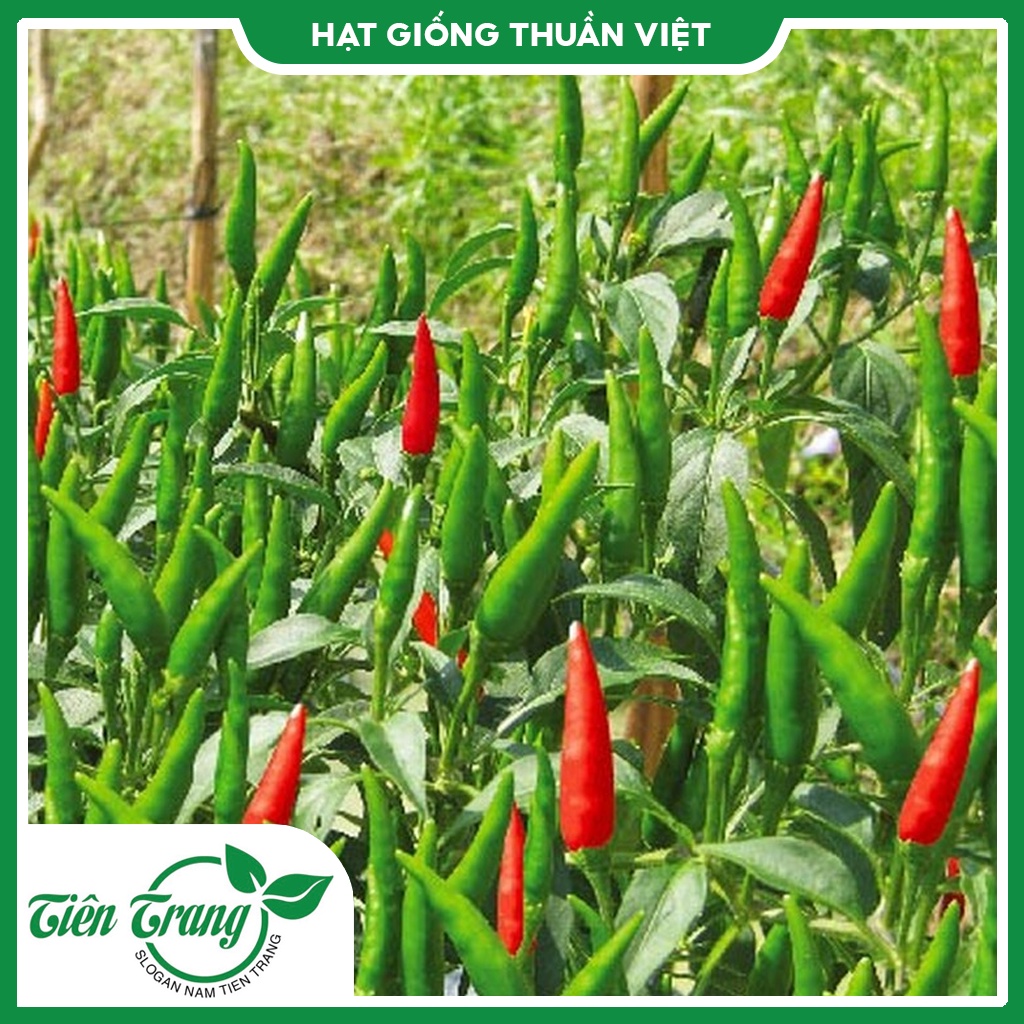 Hạt giống Ớt Chỉ Thiên lai F1 TN