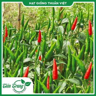 Hạt giống ớt chỉ thiên lai f1 tn