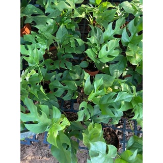 Philodendron rhaphidophora- mons mini
