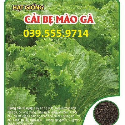 Hạt Giống Cải Bẹ Mào Gà 100gam