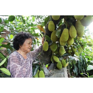 CÂY GIỐNG MÍT THÁI KHÔNG HẠT