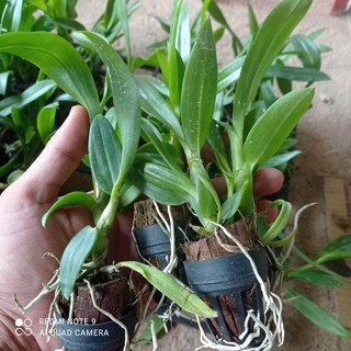 cây giống lan dendro hồng sọc
